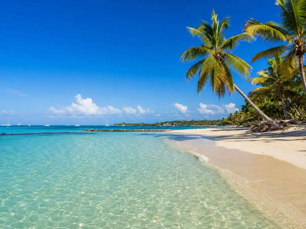 Plage de Sainte-Anne avec son eau translucide et ses cocotiers sous un soleil tropical.