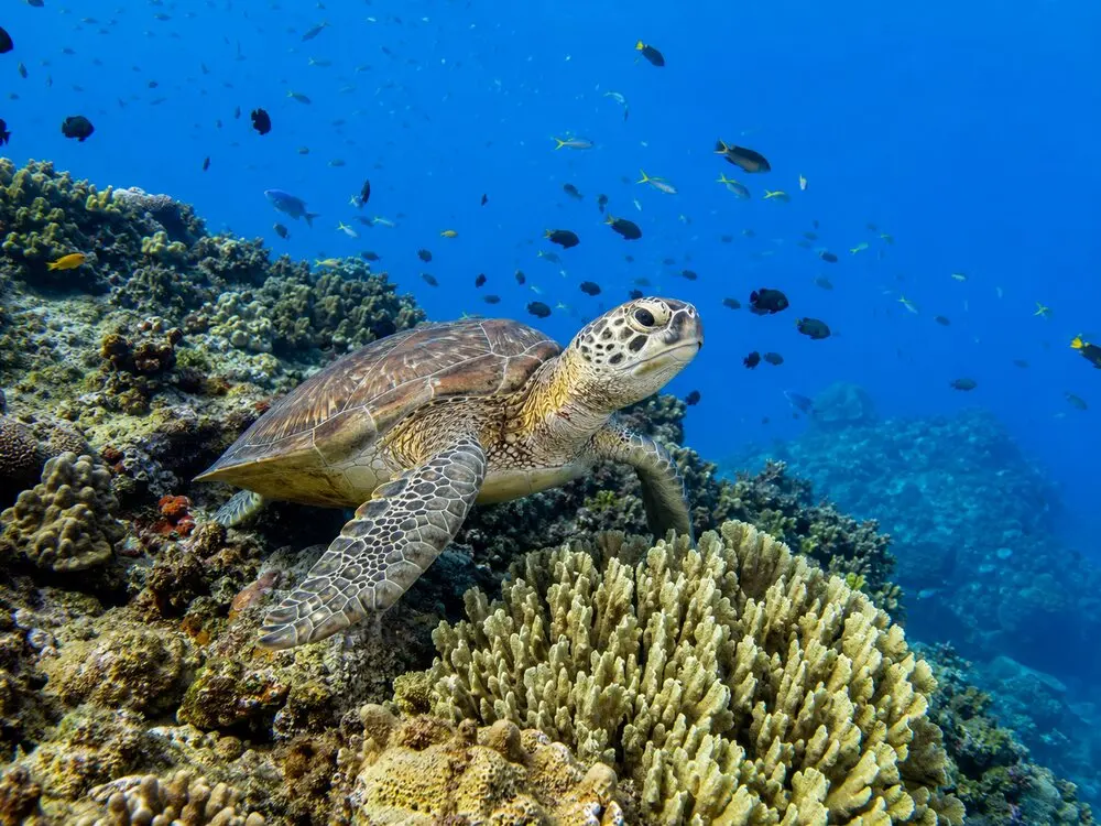 tortue et petits poissons sous l'eau à la Réserve Cousteau.