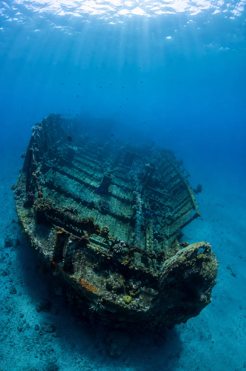 Épave du navire Roraima coulée dans les eaux bleues de la baie de Saint-Pierre en Martinique, colonisée par la vie marine.