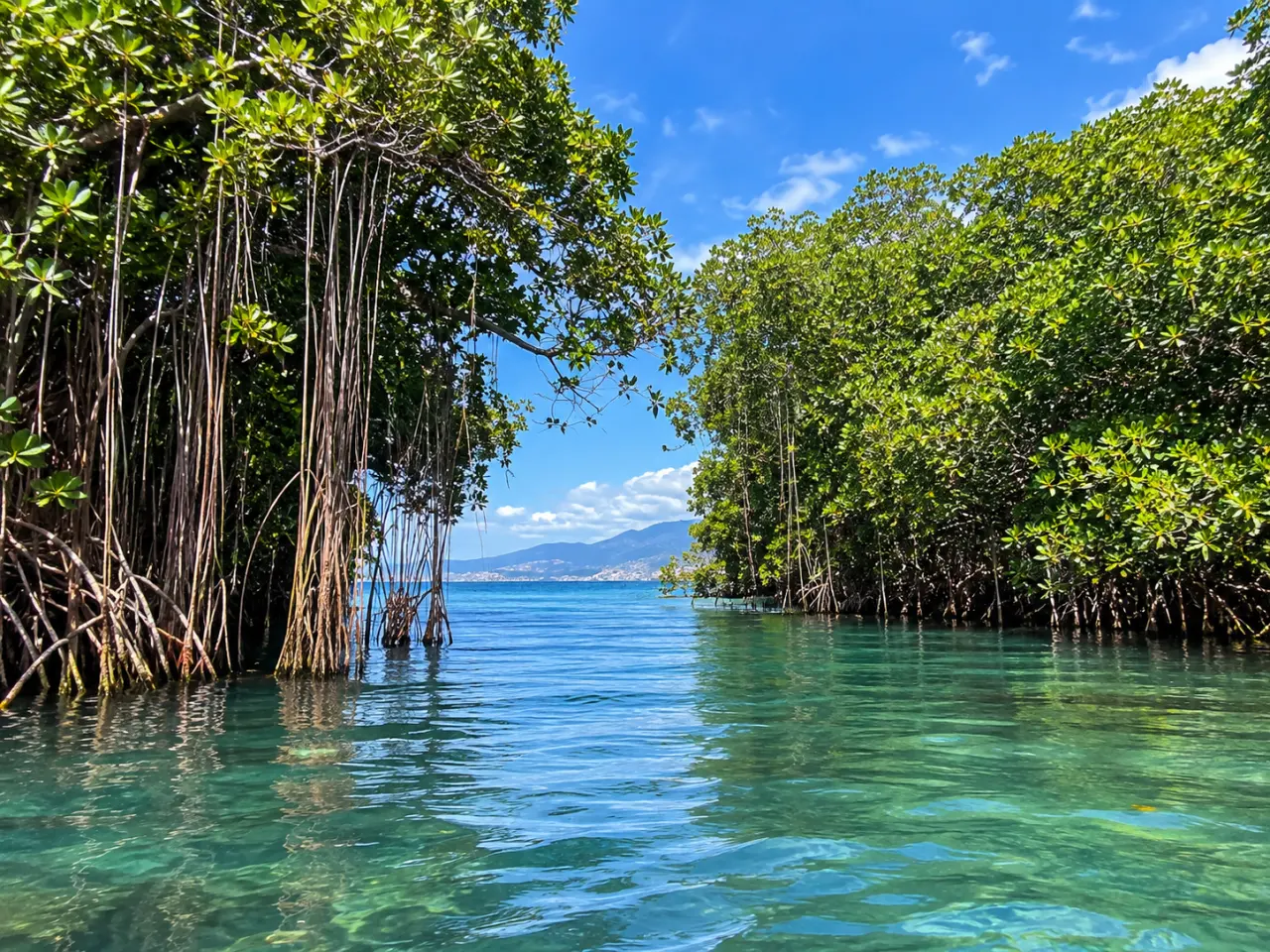 Mangrove en Martinique, chenal tropical bordé de palétuviers et racines immergées avec vue sur la mer et les montagnes.