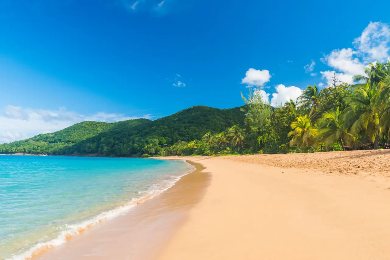Plage de Grande Anse à Deshaies en Guadeloupe, montrant une longue courbe de sable doré bordée de palmiers et de collines verdoyantes, face à une mer turquoise calme sous un ciel bleu.