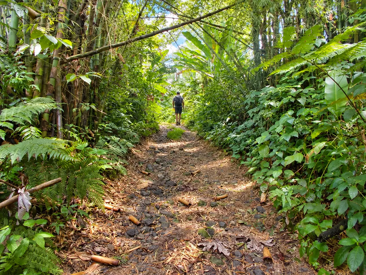 Sentier de randonnée en forêt tropicale de Martinique, bordé de bambous, fougères et végétation luxuriante avec un randonneur au loin.