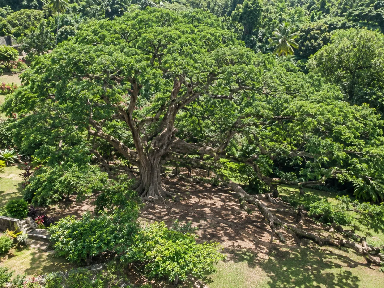 Zamana de l’Habitation Céron en Martinique, arbre majestueux au large houppier au cœur d’un jardin tropical luxuriant.