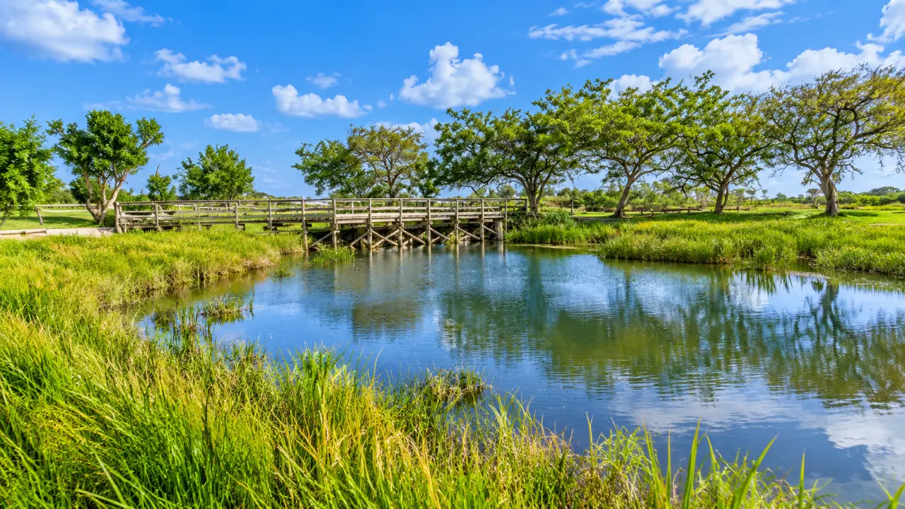 Zone humide en Guadeloupe avec étang, passerelle en bois, végétation tropicale et arbres sous un ciel bleu.