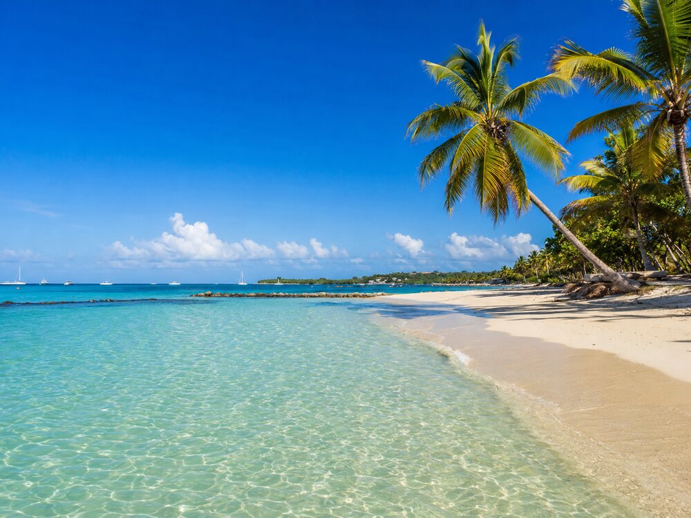 Plage de Sainte-Anne avec son eau translucide et ses cocotiers sous un soleil tropical.