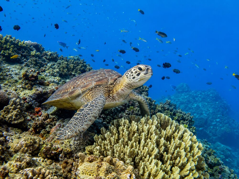 tortue et petits poissons sous l'eau à la Réserve Cousteau.
