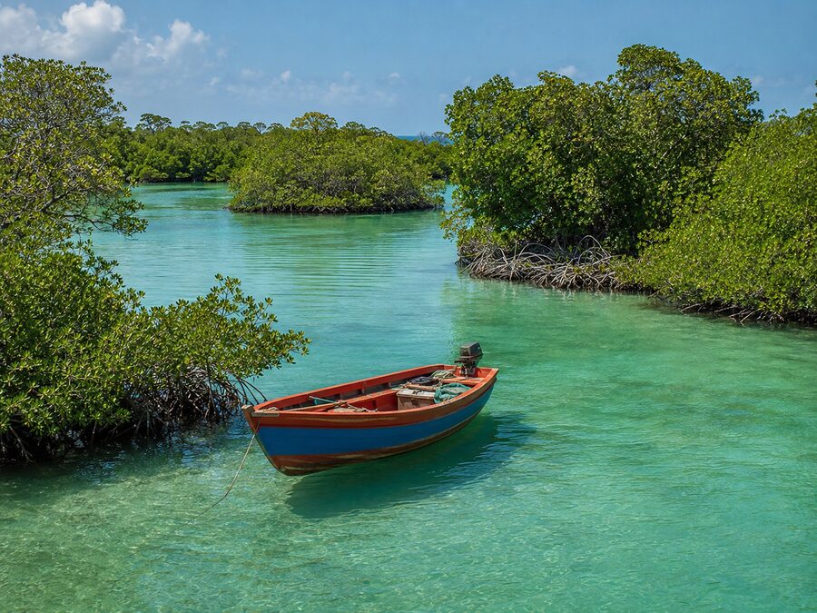 mangrove de Sainte-rose avec une barque a moteur entourés de végétation.