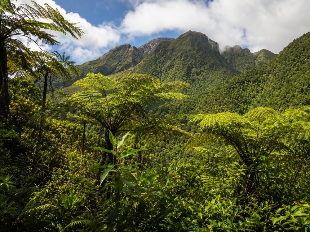arbres tropicaux et montagnes de Basse-Terre.