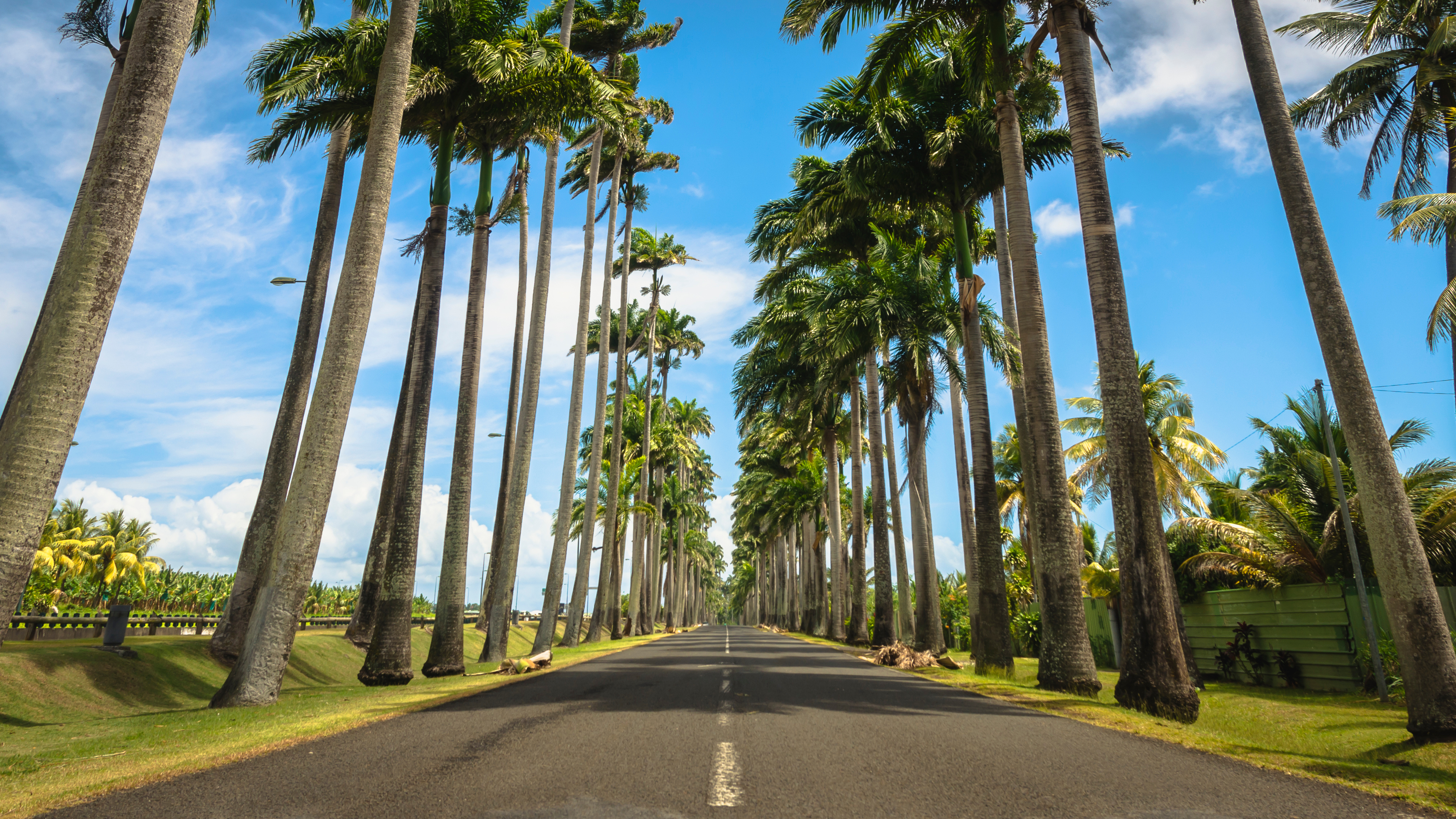 L'Allée Dumanoir en Guadeloupe, une route rectiligne célèbre flanquée de palmiers royaux très hauts, sous un ciel bleu.