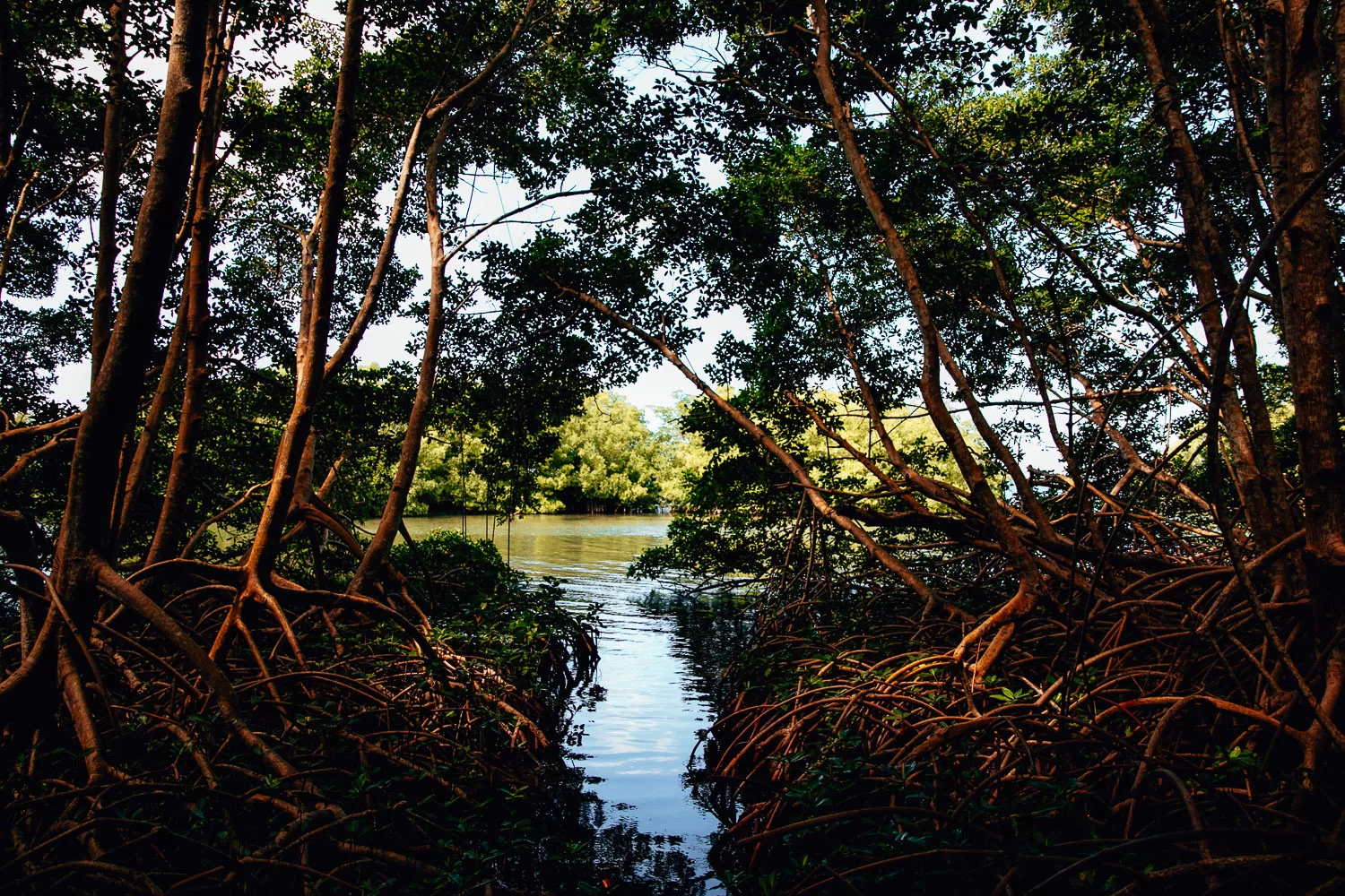 Mangrove de Baie-Mahault en Guadeloupe, vue sur un bras d’eau au cœur de la mangrove.