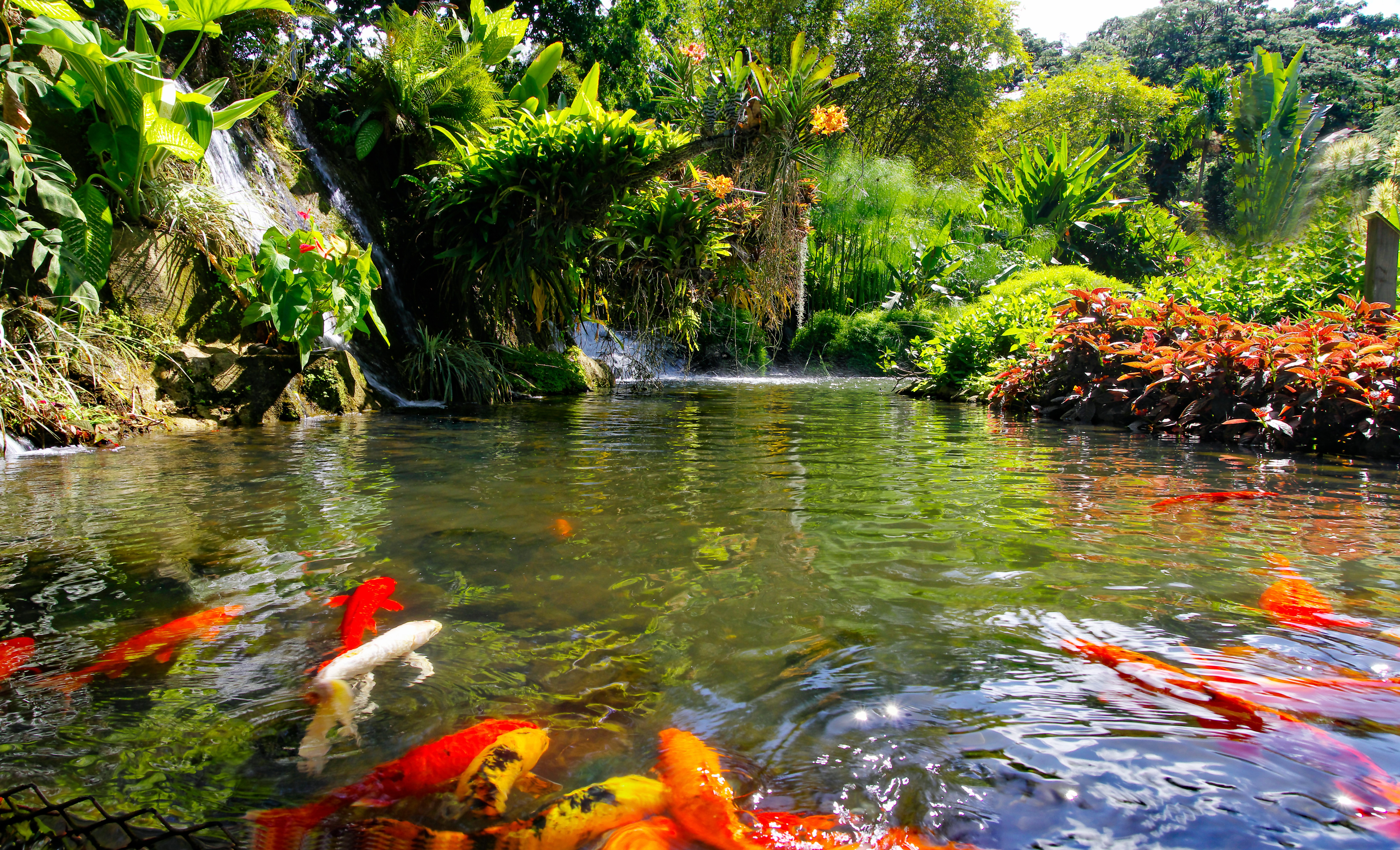 Bassin d'eau douce au Jardin Botanique de Deshaies en Guadeloupe, peuplé de nombreuses carpes koï colorées (rouges, orange, blanches) nageant au premier plan, avec une cascade et une végétation tropicale luxuriante en arrière-plan.