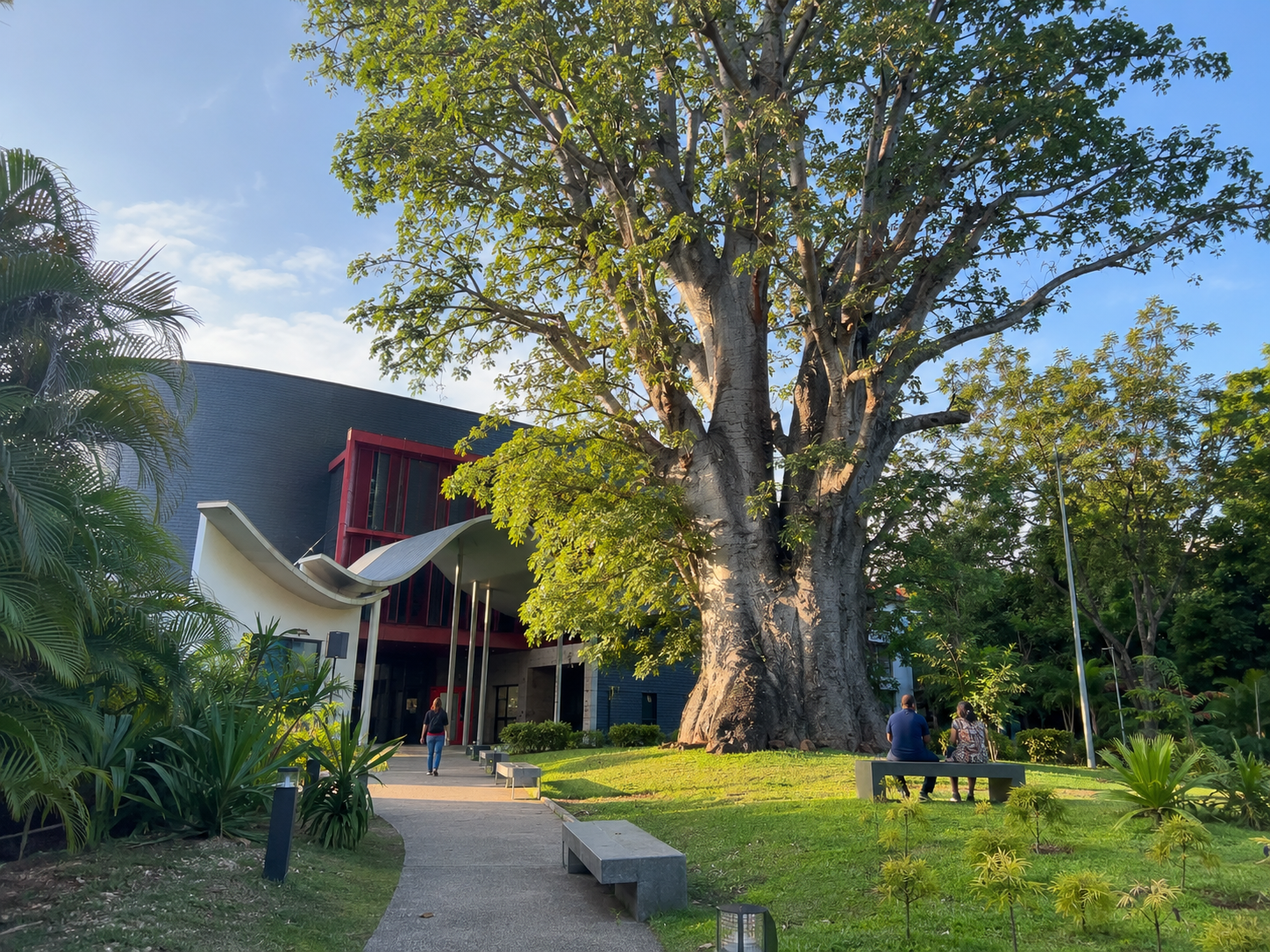 Le Jardin Pichon sur le front de mer à Basse-Terre en Guadeloupe, mettant en valeur un imposant baobab centenaire entouré de pelouse, de bancs publics et du bâtiment moderne de l'auditorium Jérôme Cléry.