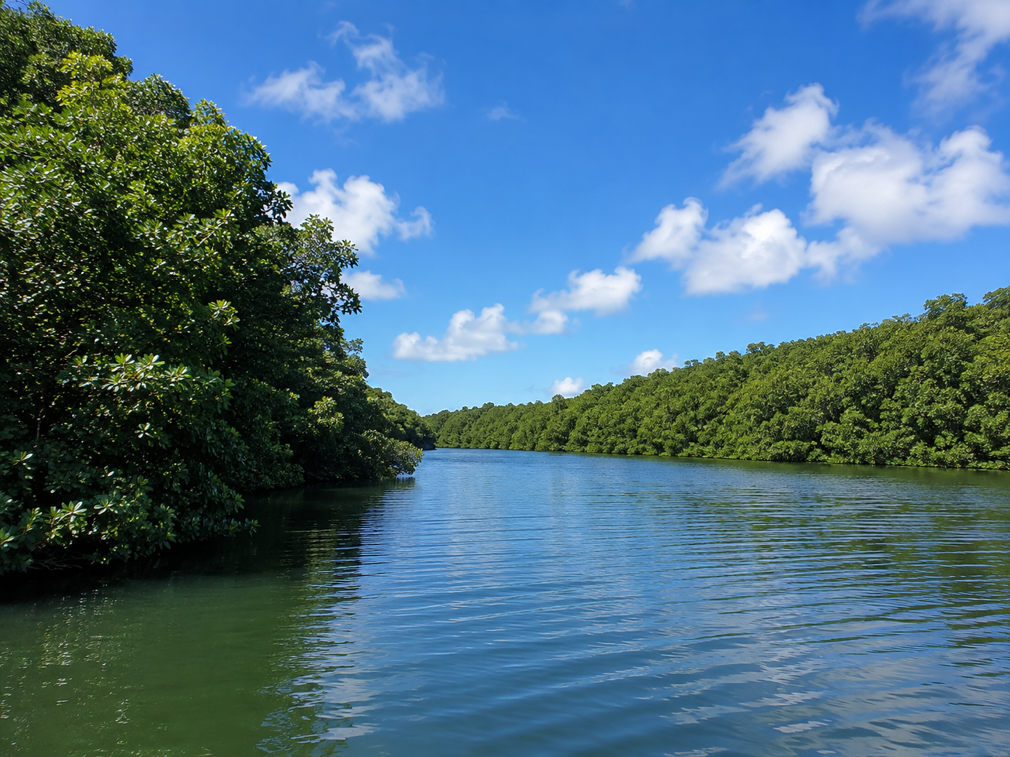Kayak dans la mangrove du Grand Cul-de-Sac Marin en Guadeloupe, au cœur d'un canal bordé de palétuviers sous un ciel bleu tropical.