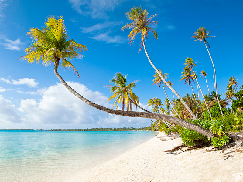 Plage de bois-jolan Sainte-Anne avec une eau transparente et un cocotier penché.
