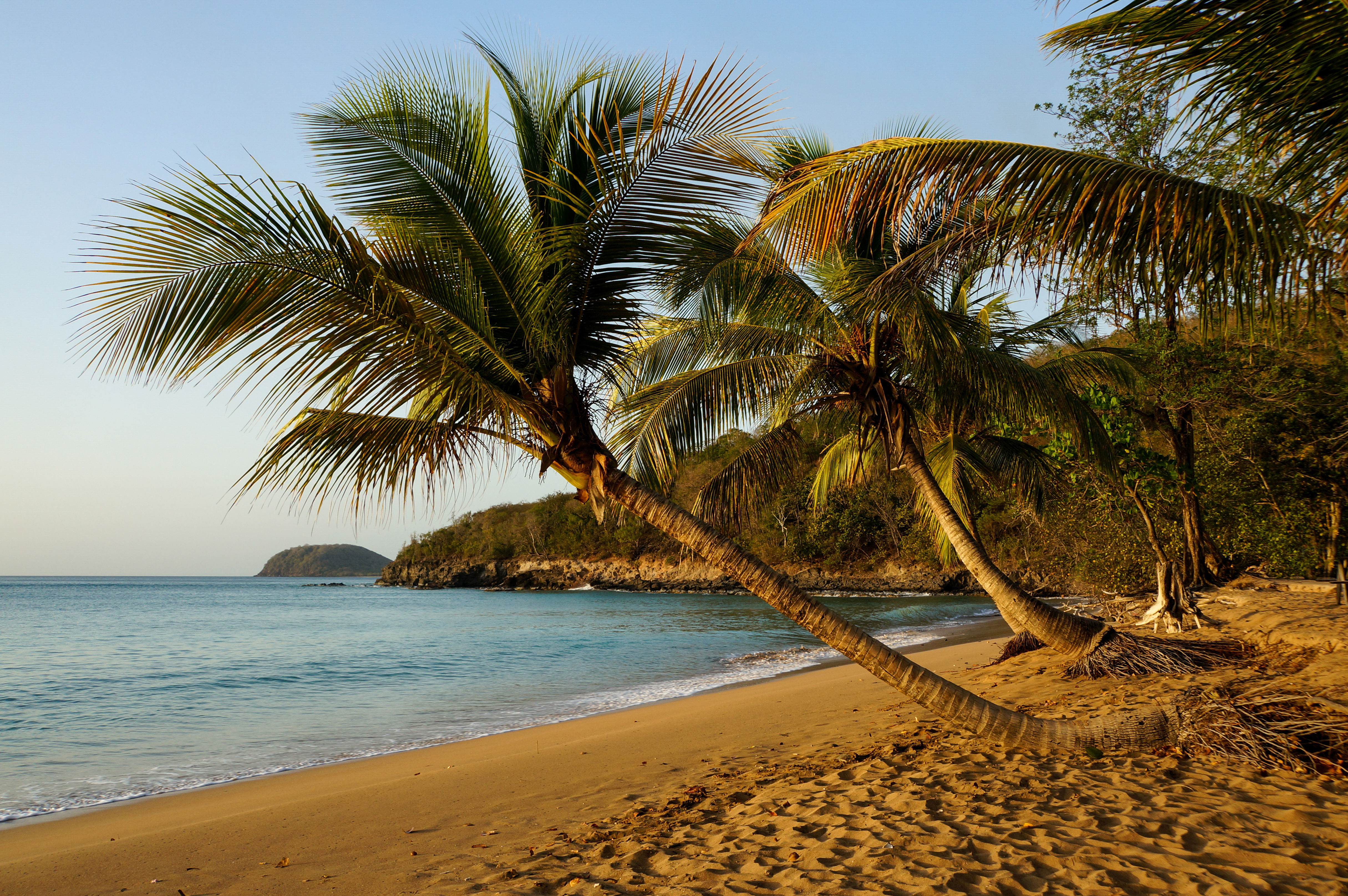 Paysage tropical de la plage de la Perle à Deshaies au coucher du soleil, montrant deux grands palmiers penchés sur une étendue de sable doré, bordée par une mer calme et une colline boisée s'avançant dans l'eau au loin.