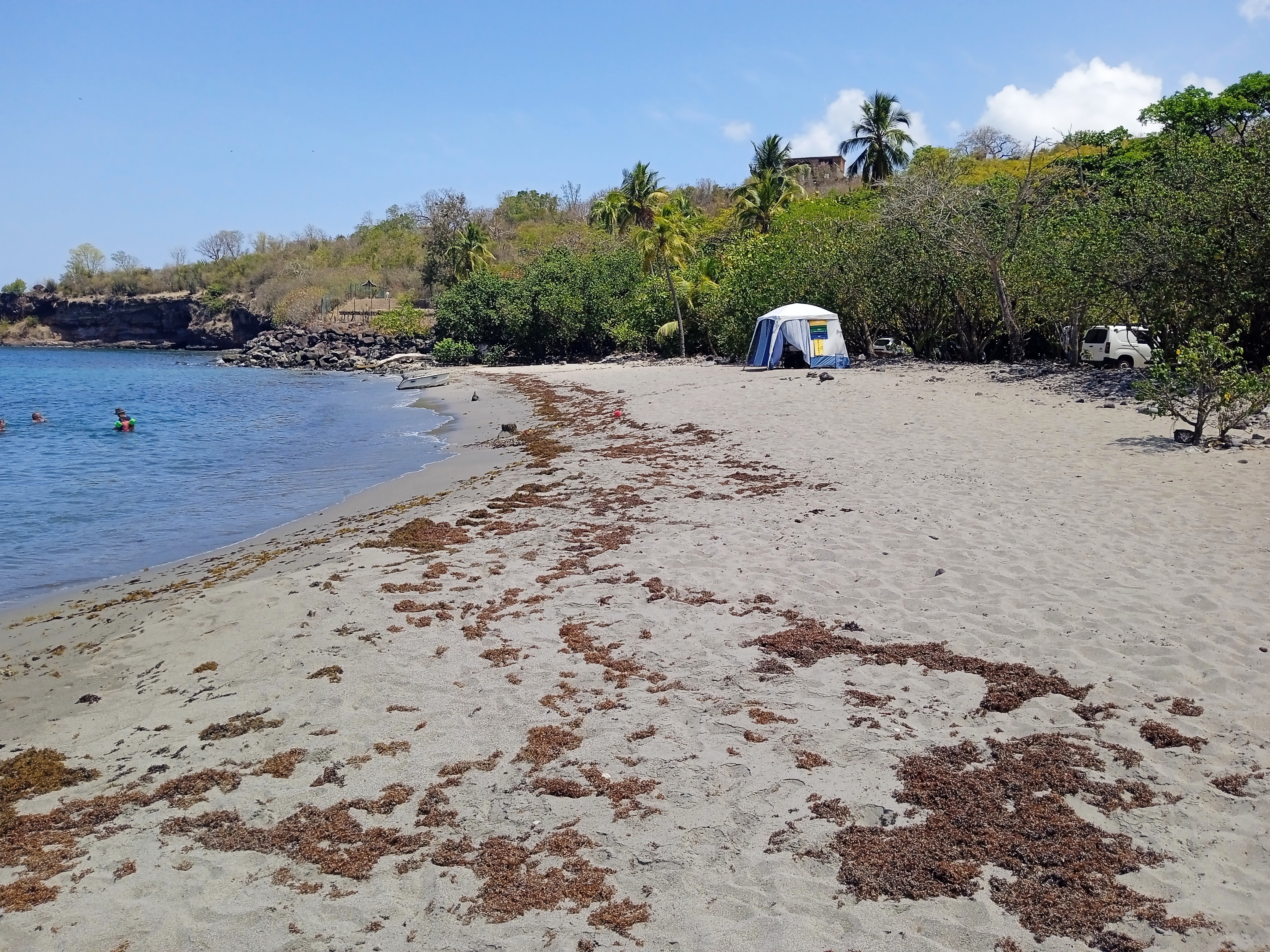 Étendue de sable gris de la plage de Petite Anse à Bouillante en Guadeloupe, parsemée de résidus d'algues séchées, bordée par une mer calme à gauche et une végétation buissonnante abritant une tente de camping au fond.