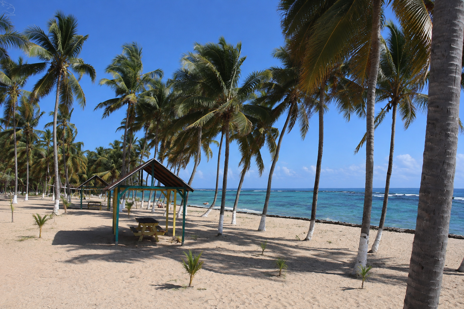 Plage du Souffleur à La Désirade en Guadeloupe, bordée de cocotiers, de carbets et d'une mer turquoise.