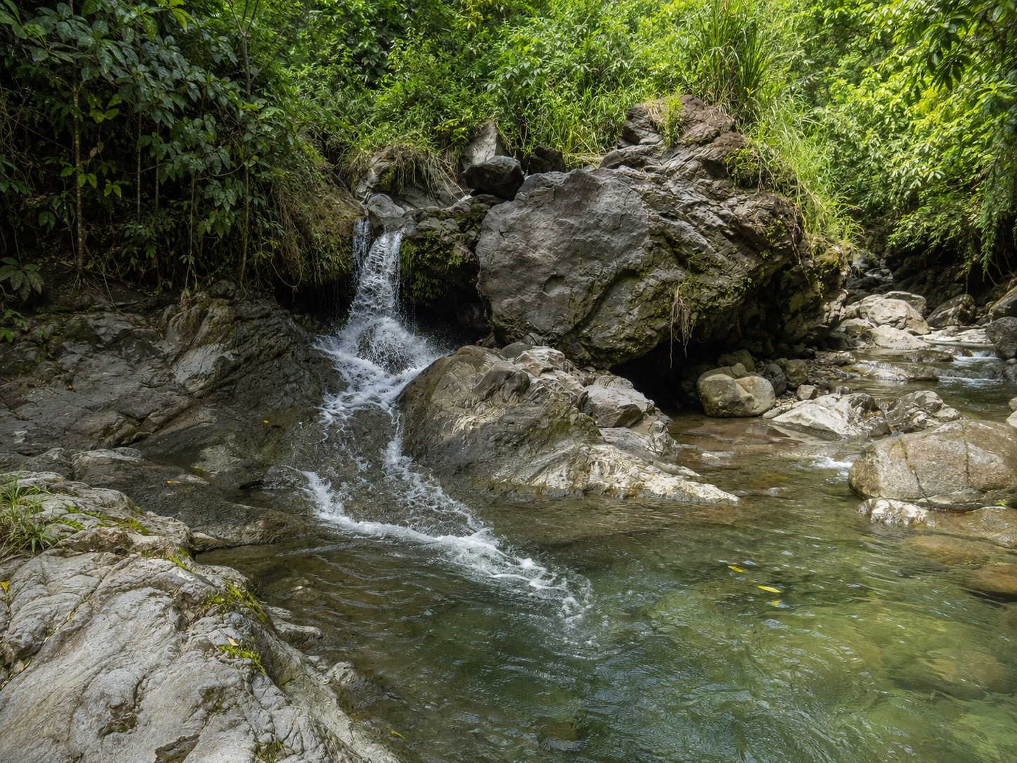 Petite cascade s'écoulant au milieu de gros rochers gris dans une rivière d'eau claire et verdoyante à Trois-Rivières en Guadeloupe, entourée d'une végétation forestière tropicale dense.
