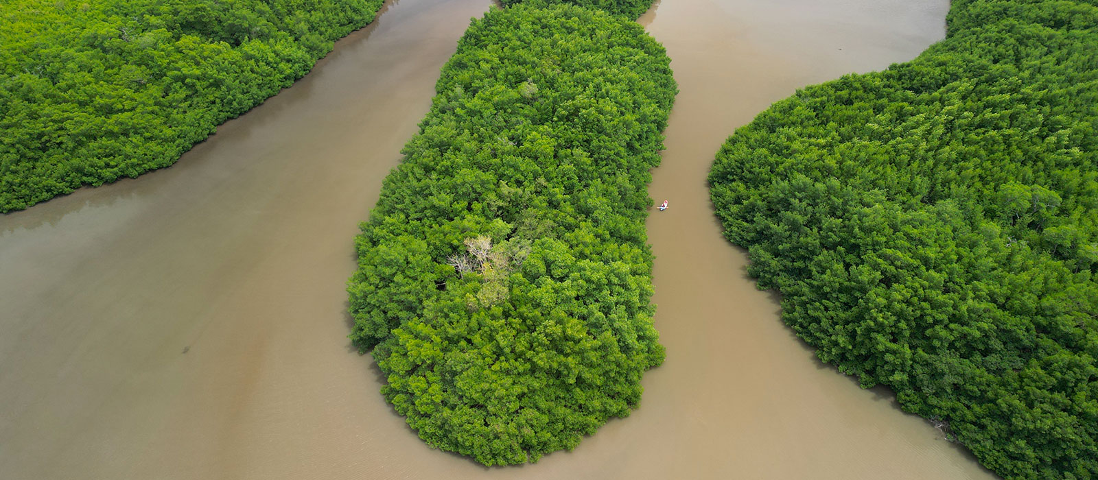 Mangrove de la baie de Génipa à Ducos