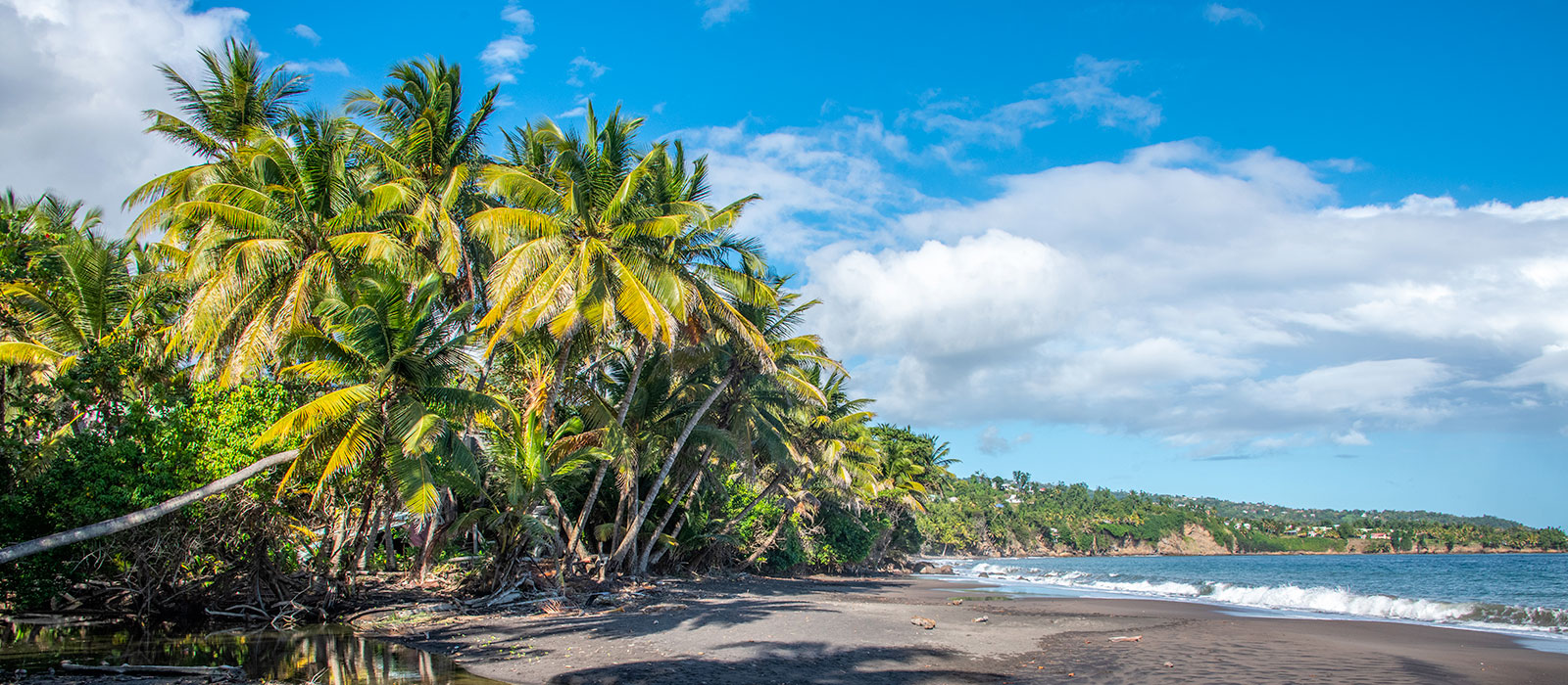 Plage de Grande Anse à Trois-Rivières en Guadeloupe, montrant une étendue de sable noir volcanique bordée d'une cocoteraie dense, face à une mer agitée sous un ciel nuageux.