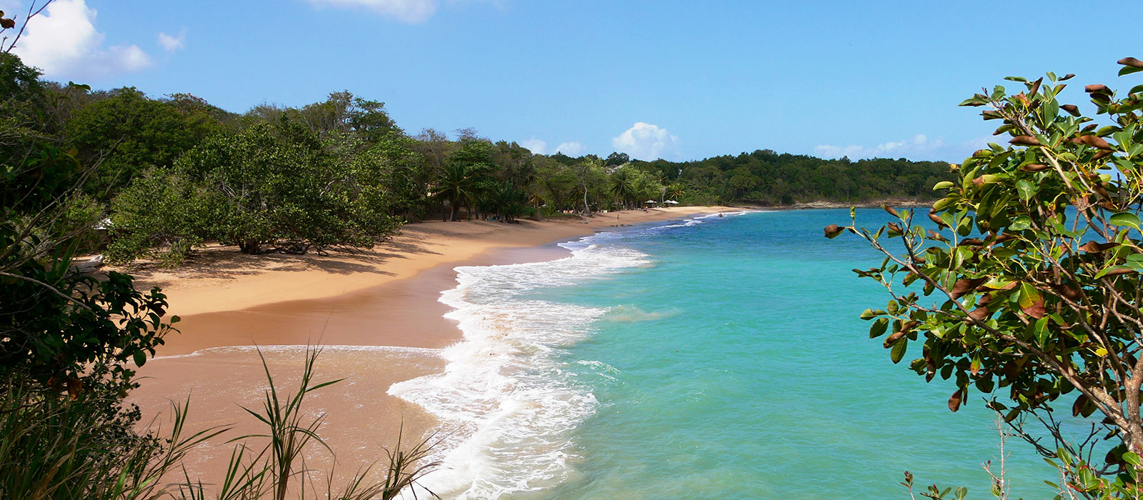 Vue en hauteur d'une plage sauvage de sable doré à Sainte-Rose en Guadeloupe, montrant des vagues à l'écume blanche se brisant sur le rivage, une eau de mer turquoise, une végétation tropicale dense bordant la côte et un buisson feuillu au premier plan à 